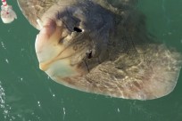 Todos los secretos de campeón del mundo de pesca Francis Couzinet Todos los secretos de campeón del mundo de pesca Francis Couzinet